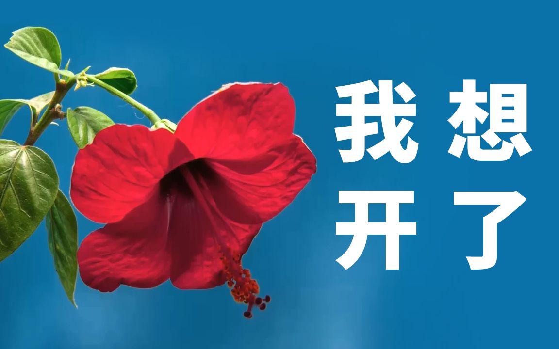 [图]【延时摄影】春暖花开 鲜花盛开带来的极致视觉盛宴！