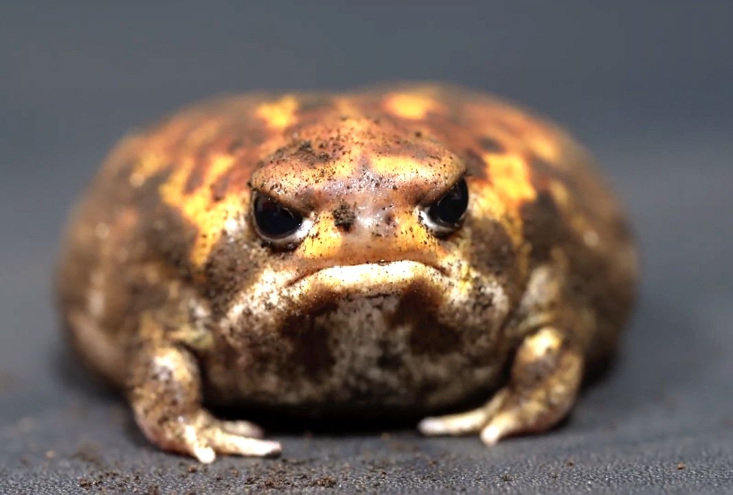 馒头蛙:就问你们我帅不帅