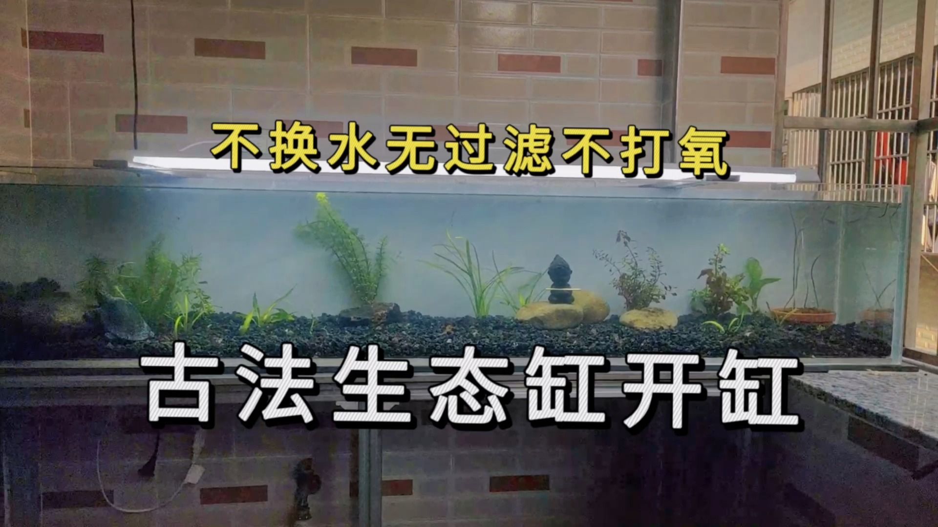 超简单的生态缸开缸养水教程#生态缸养鱼 #古法生态缸哔哩哔哩bilibili