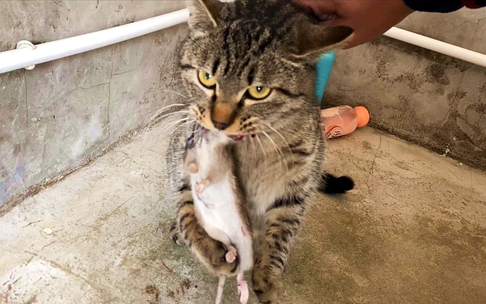 [图]狸花猫：有本事你自己去抓啊，为什么要抢我的老鼠！