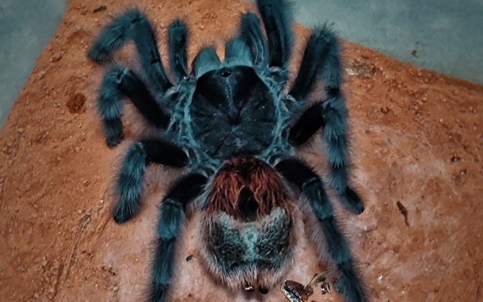 巴西巨人红尾【gi】18cm 成母吃饭成体杜比亚