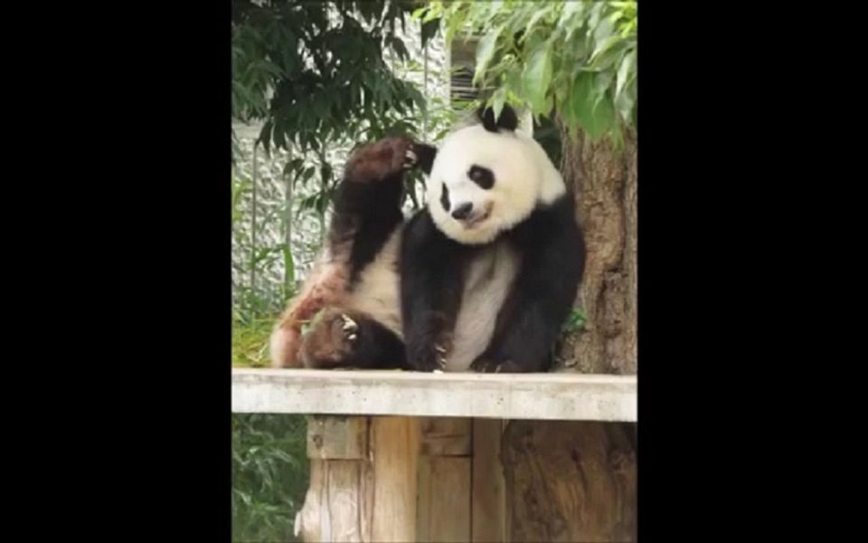 【大熊猫旦旦】仰卧起坐失败的曰曰能赶紧抓起边上的草掩饰尴尬哔哩哔哩bilibili