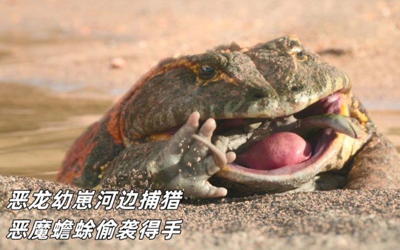 恶龙幼崽正抓螃蟹被魔鬼蛙偷袭一口吞掉史前星球纪录片