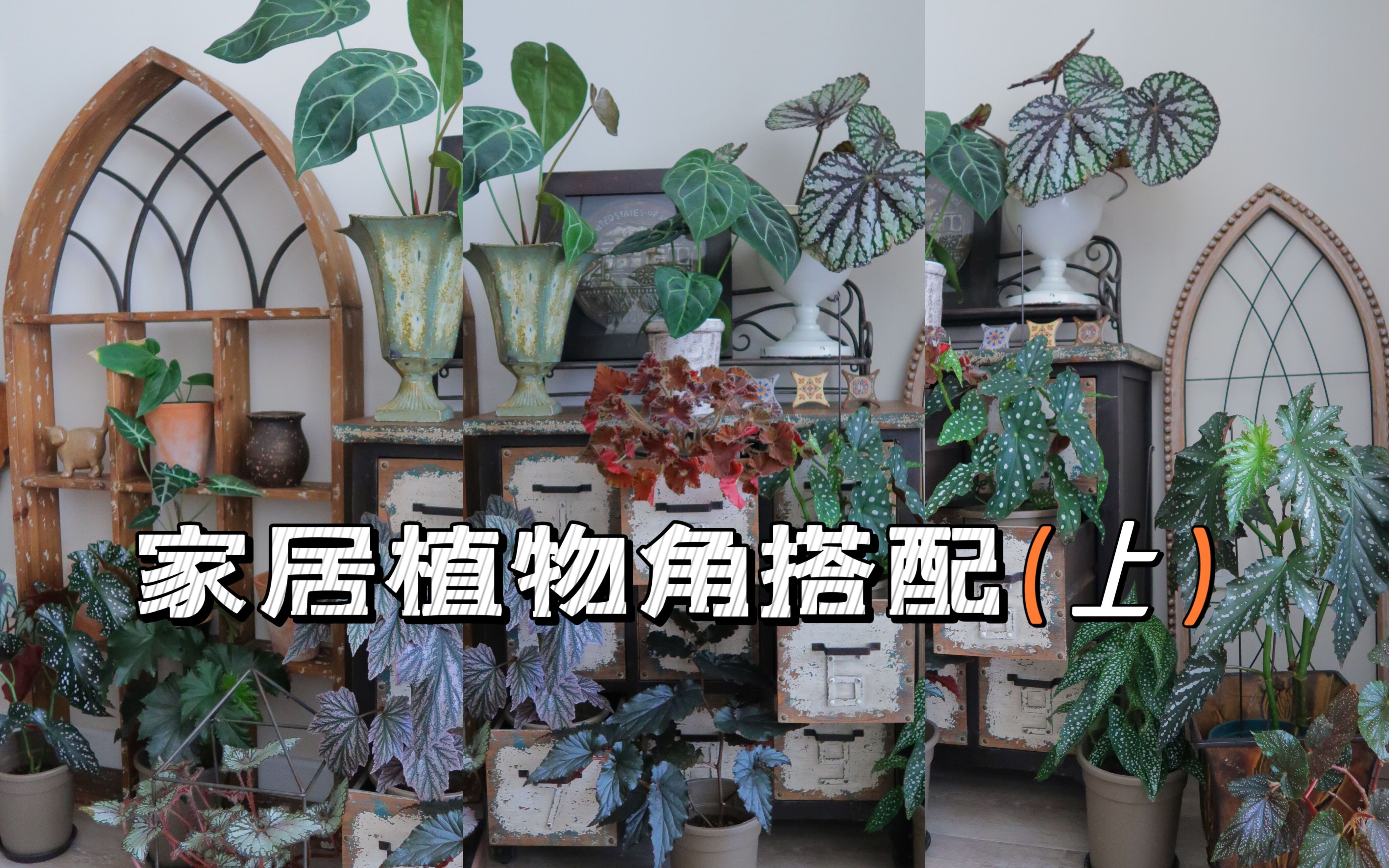 [图]家居氛围感 植物角搭配公式（上集）