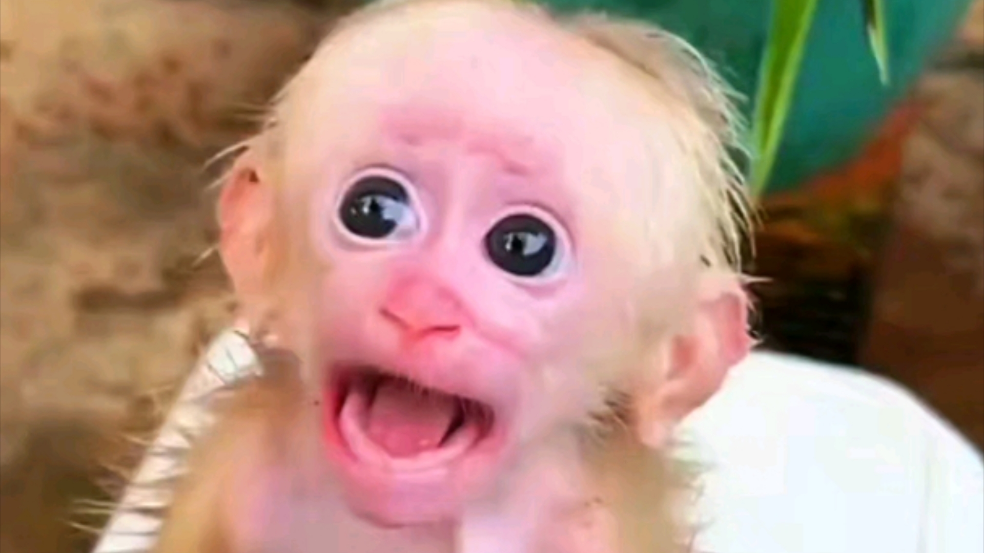 小猴子长了两条尾巴