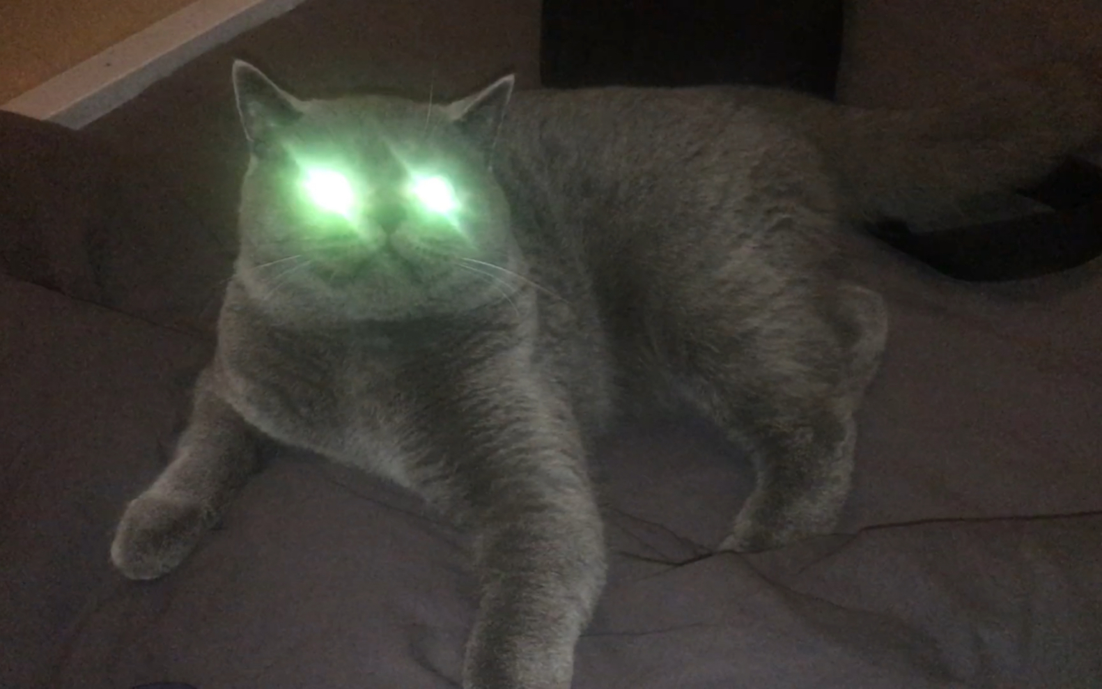 猫十一:镭射眼已准备就绪,别逼我!