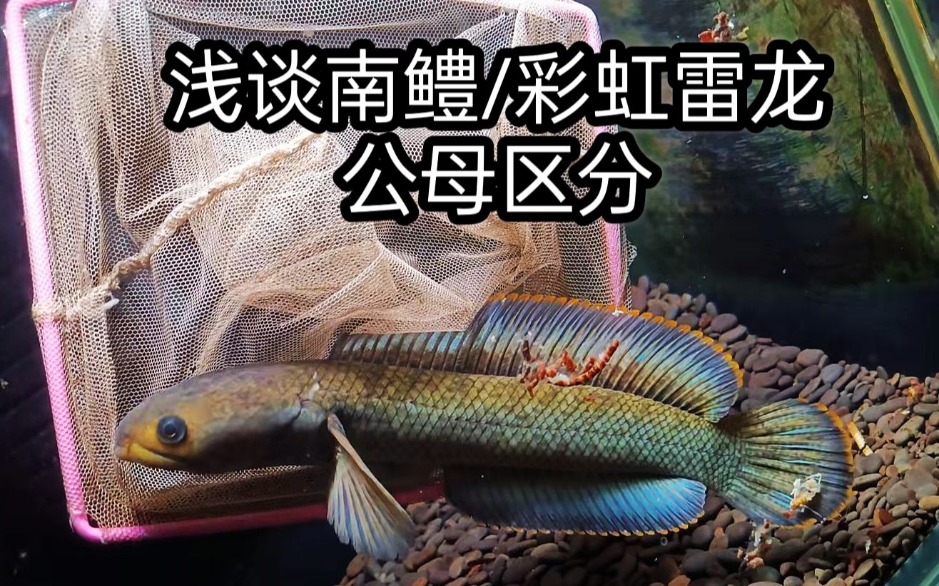 浅谈南鳢彩虹雷龙公母鱼的区分