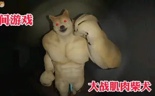 Tải video: 大战肌肉柴犬