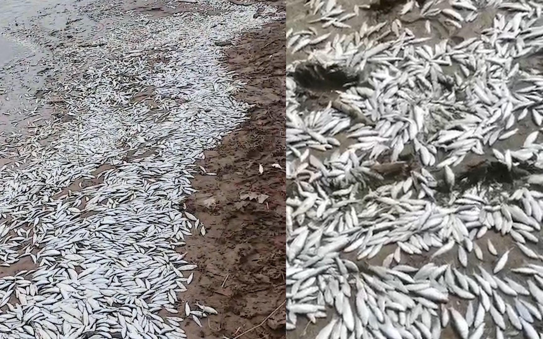 开封惠济河杞县段现大量死鱼 当地:无排污口,疑下雨致河水缺氧把鱼呛死哔哩哔哩bilibili