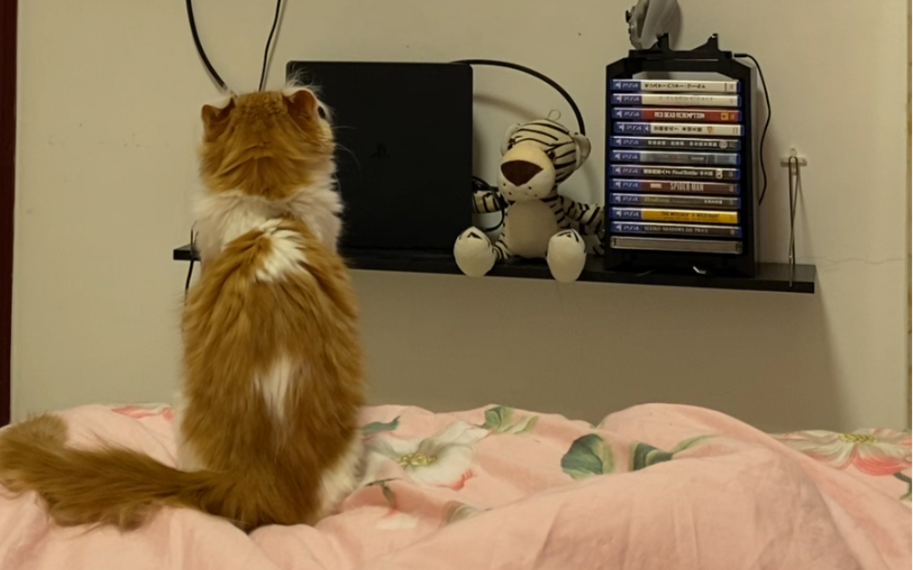 看电视的小猫咪_哔哩哔哩_bilibili