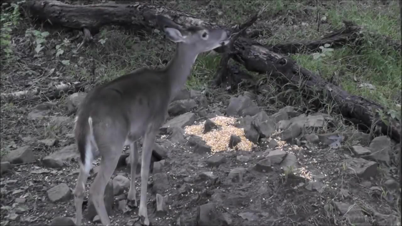 猎鹿Bowhunting Whitetailed Deer Bow Hunt哔哩哔哩bilibili