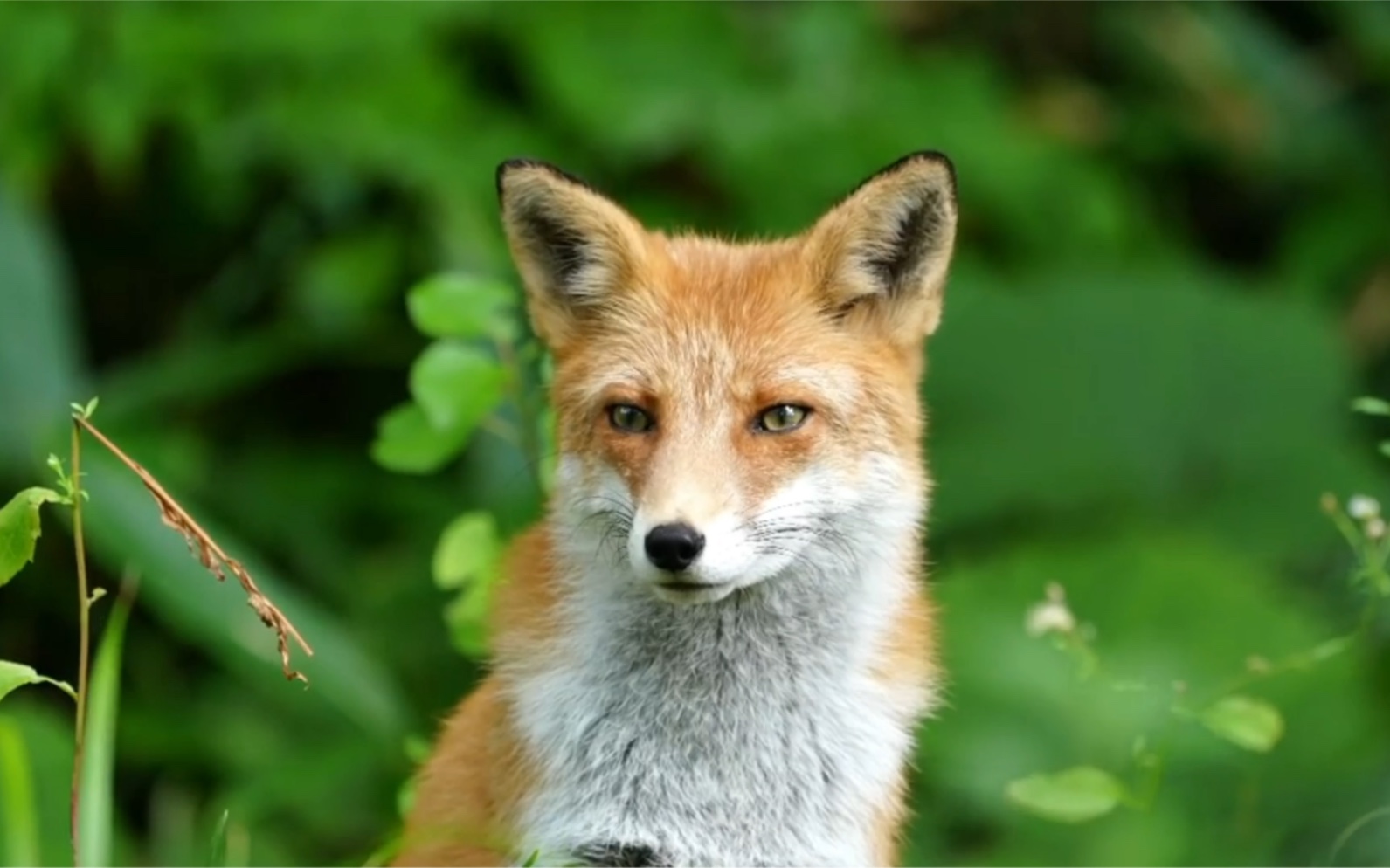 传说中狡猾的狐狸——赤狐,居然会如此安静!