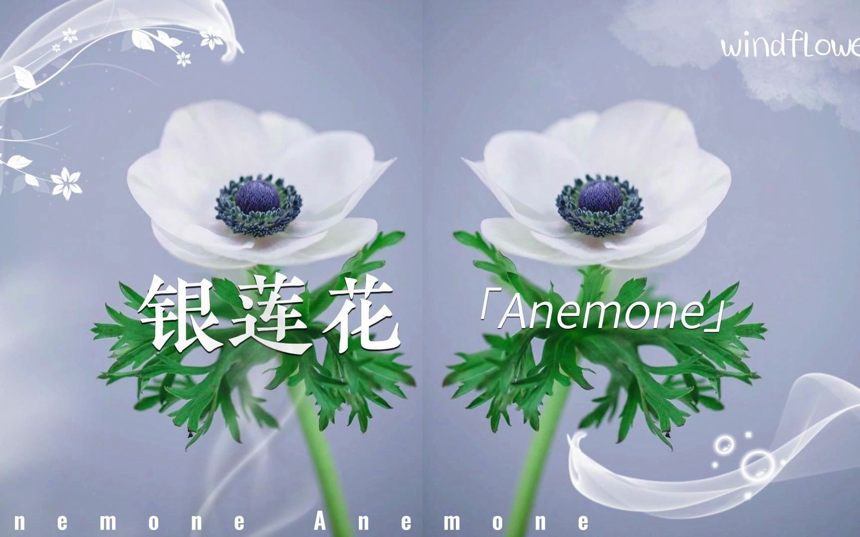 [图]九月会开的花花（4）：银莲花，长着美丽大眼睛的风之花