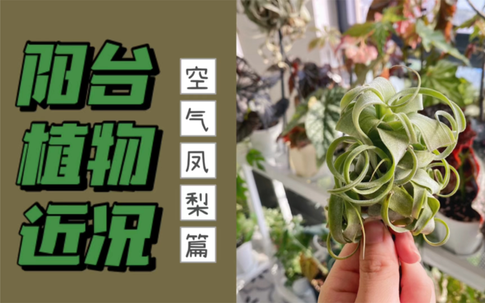 [图]【柚子阳台日常】阳台植物近况｜空气凤梨篇