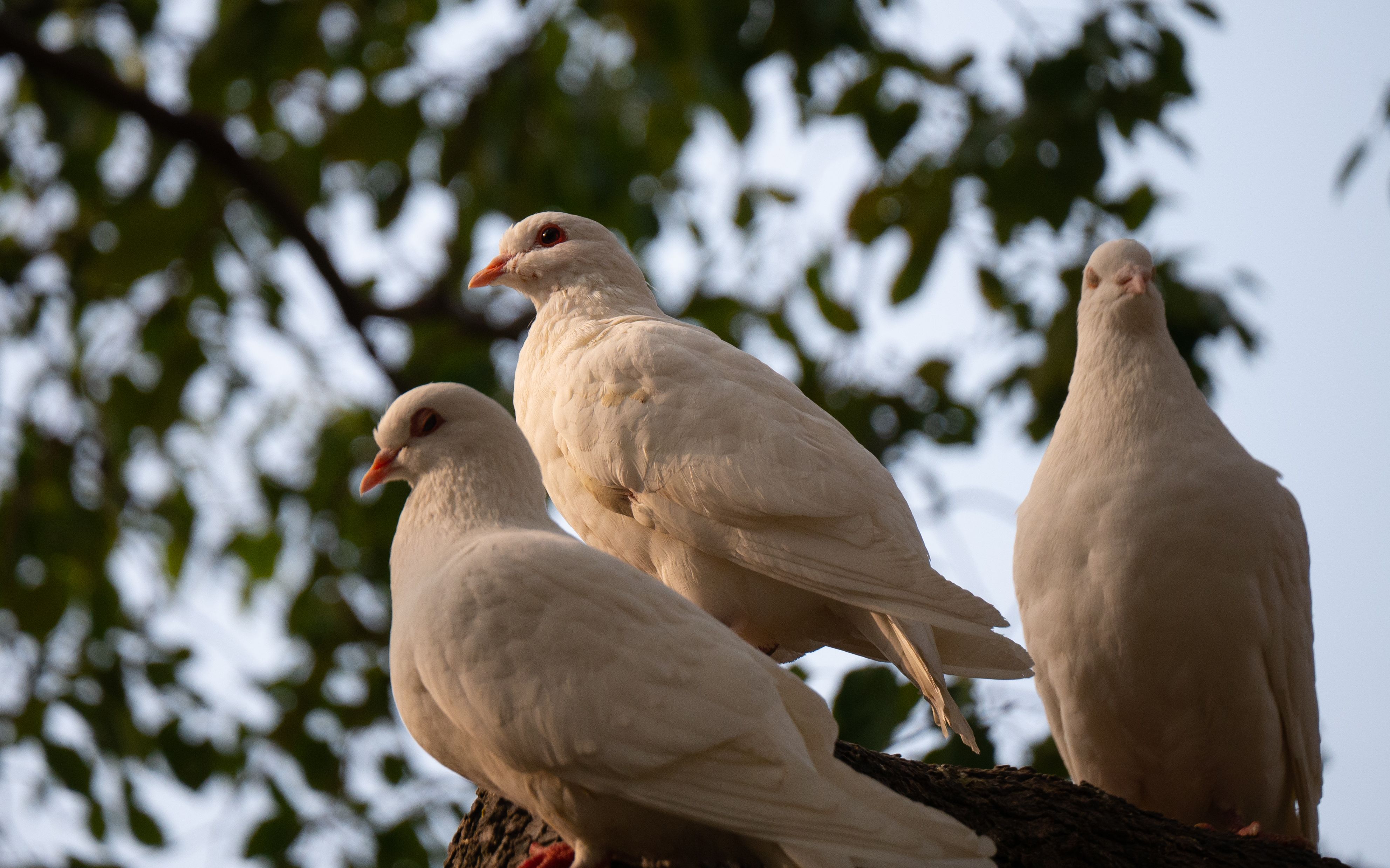 【鸟类摄影】栖息在树上的鸽子——松下g85样片