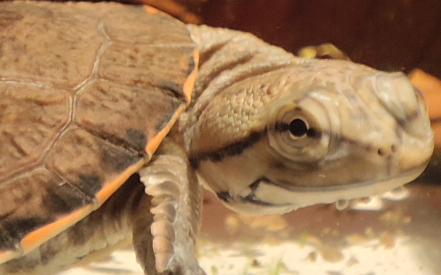 花面蟾头龟_哔哩哔哩_bilibili