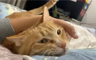 有猫还要女朋友 搜索结果 哔哩哔哩 Bilibili