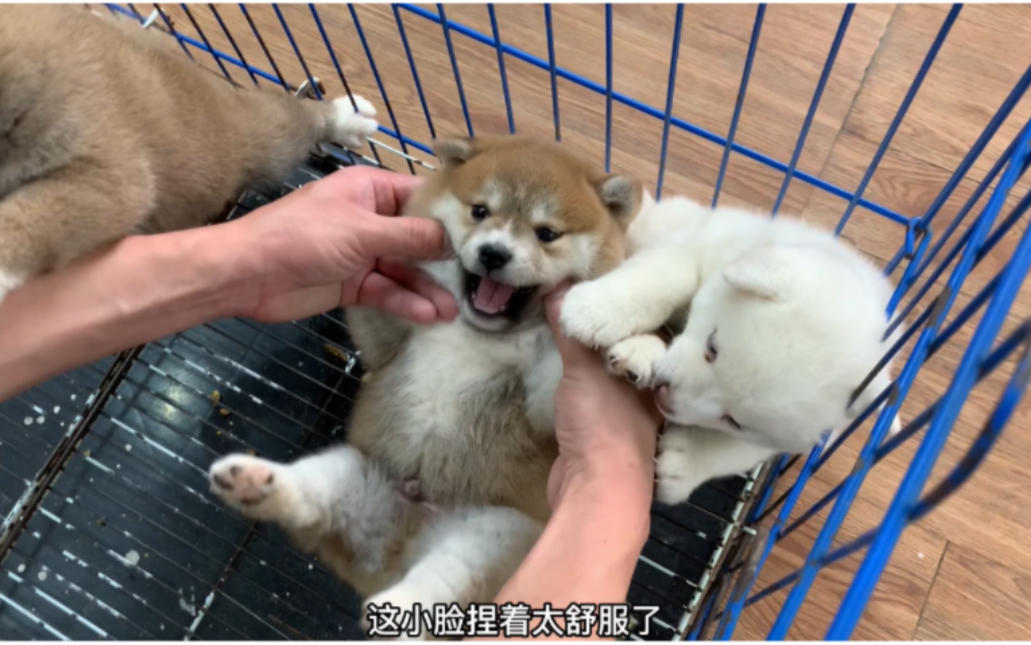 出生45天的小柴犬刚要捏脸就开心的吐舌卖萌没想到是个戏精