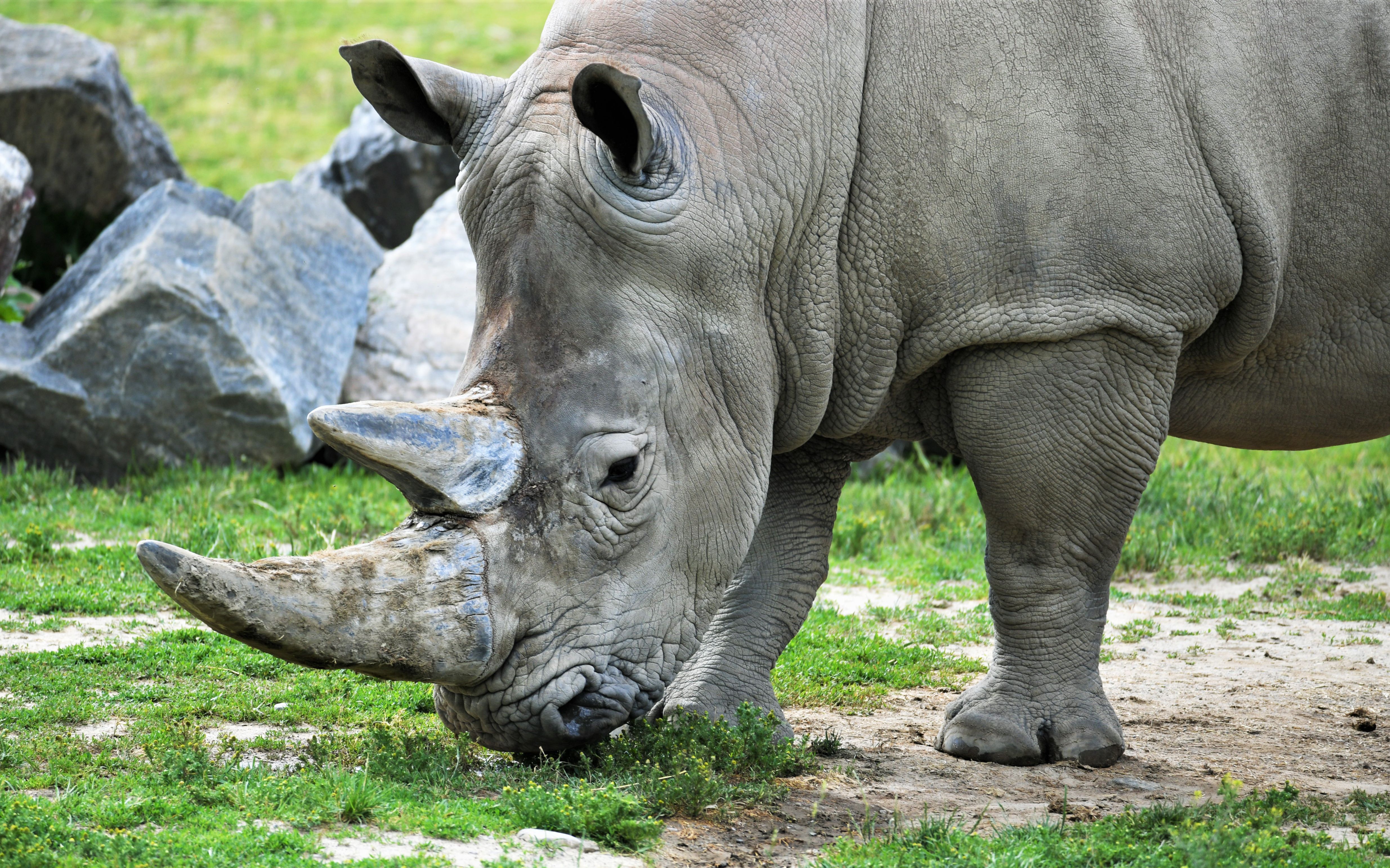 【多伦多动物园的动物们】闲庭信步的白犀牛