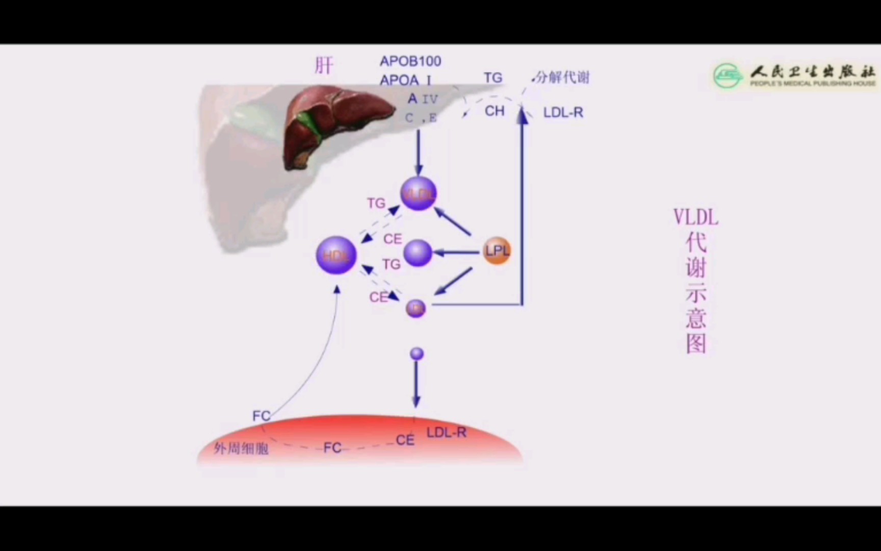 蛋白质的代谢过程图解图片