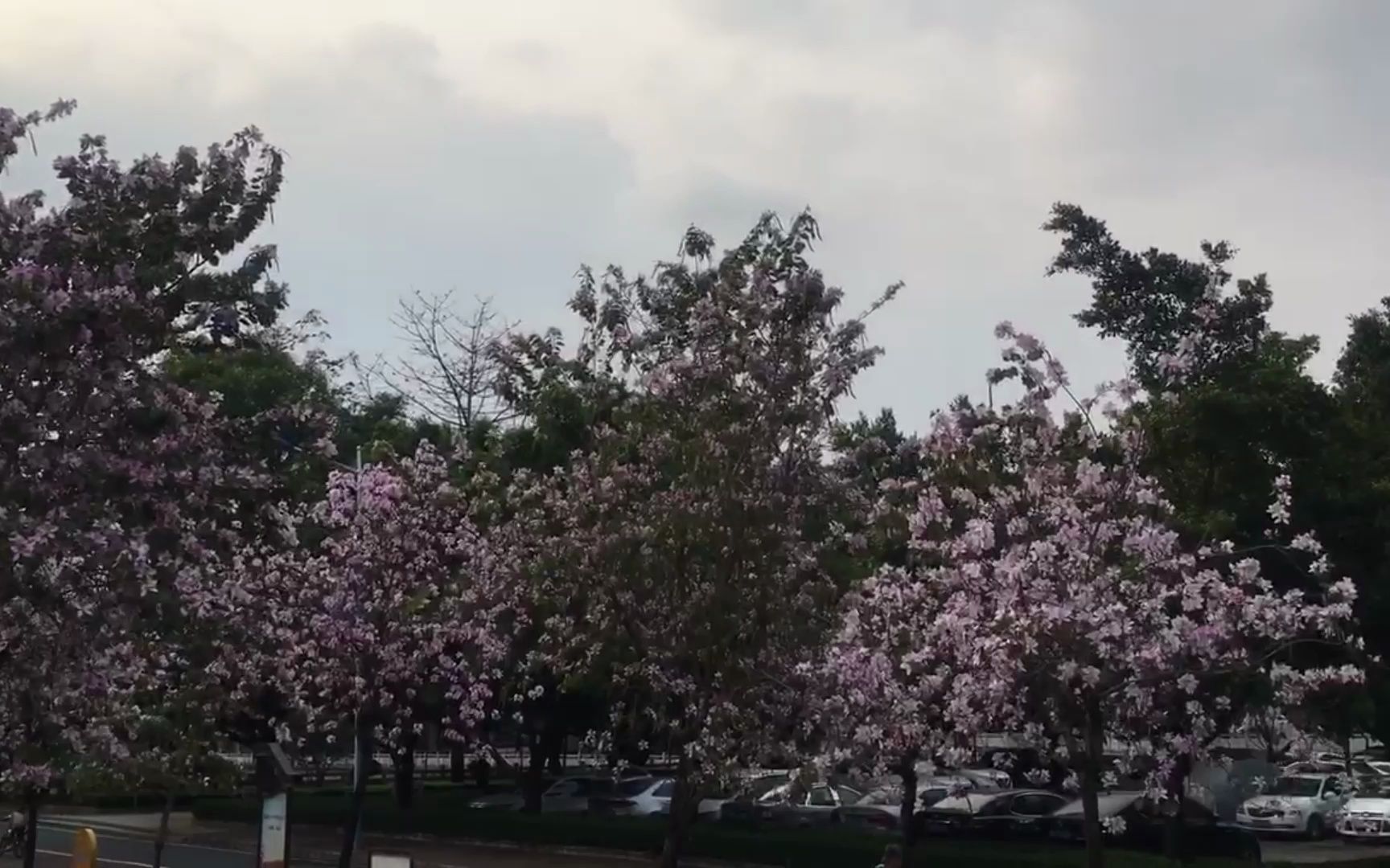 [图]快来观赏紫荆花的繁荣花季，春暖花开，太美了