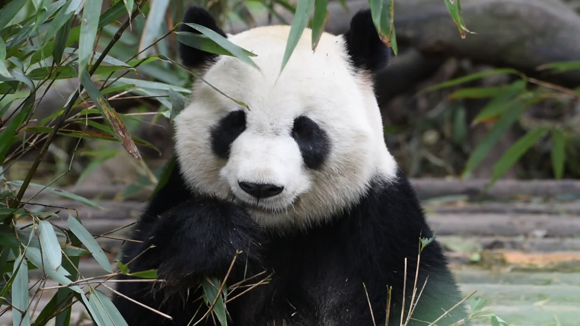 【大熊猫美兰】斧头山最优雅的爸比(20191226)