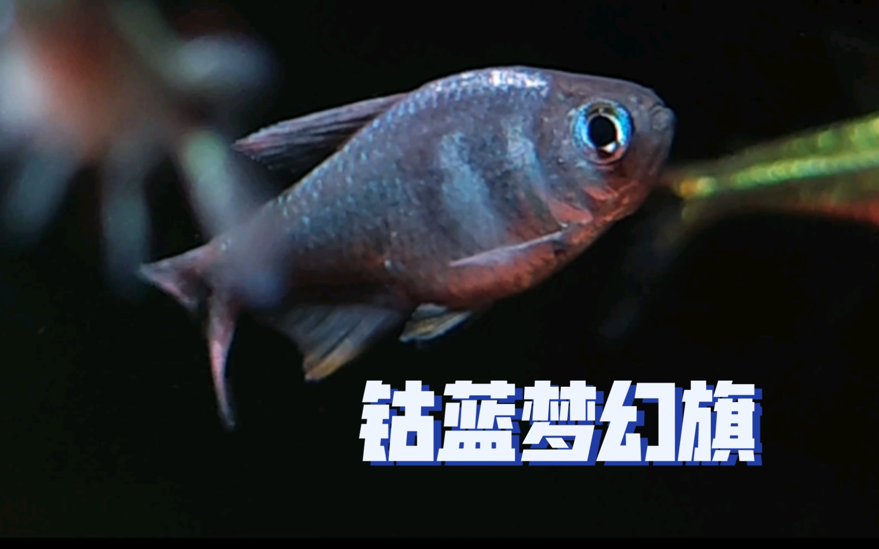 南美灯鱼,钴蓝梦幻旗