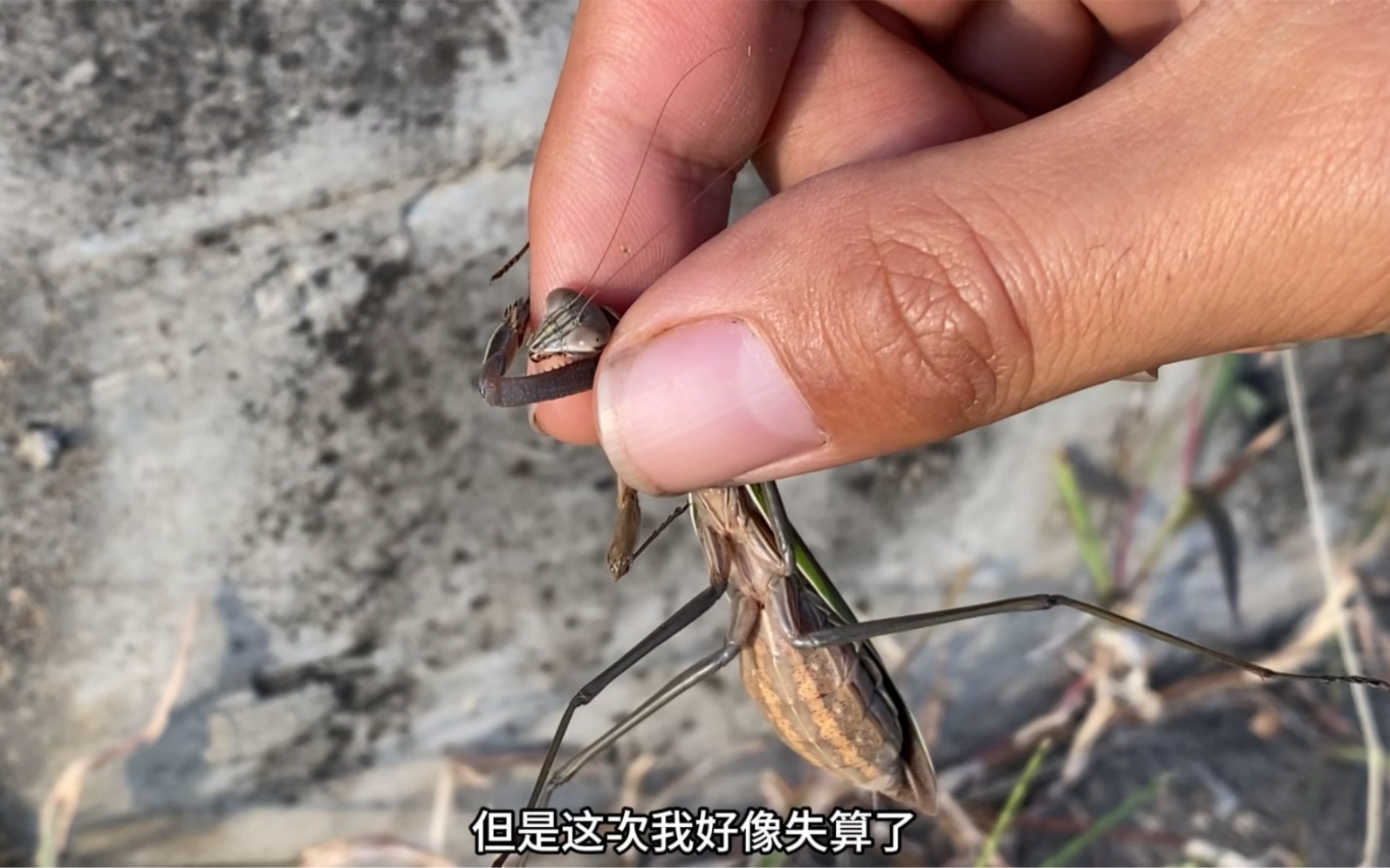 徒手在野外抓螳螂,没想到也能引发一场悲剧.在船上发现奇怪零件哔哩哔哩bilibili