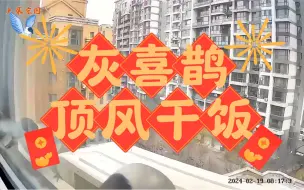 灰喜鹊顶风干饭！