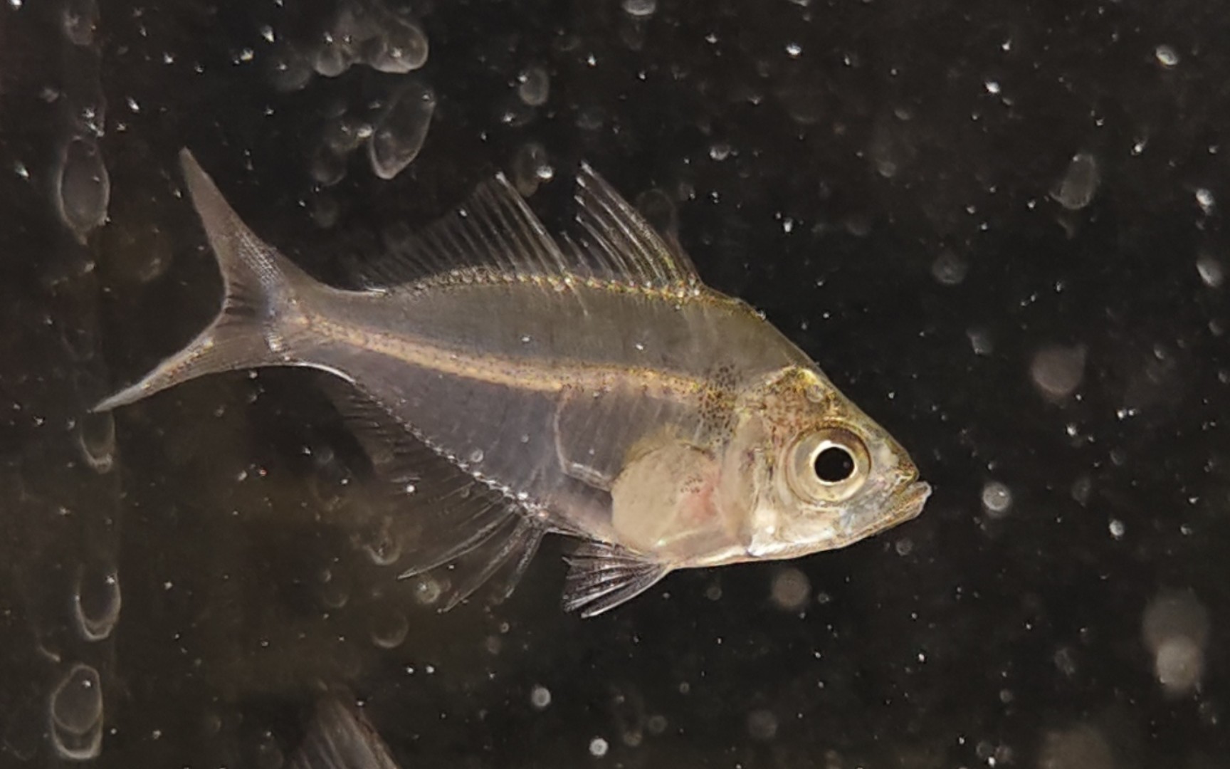 水个视频 一个悲惨的故事—5进0的国产双边鱼