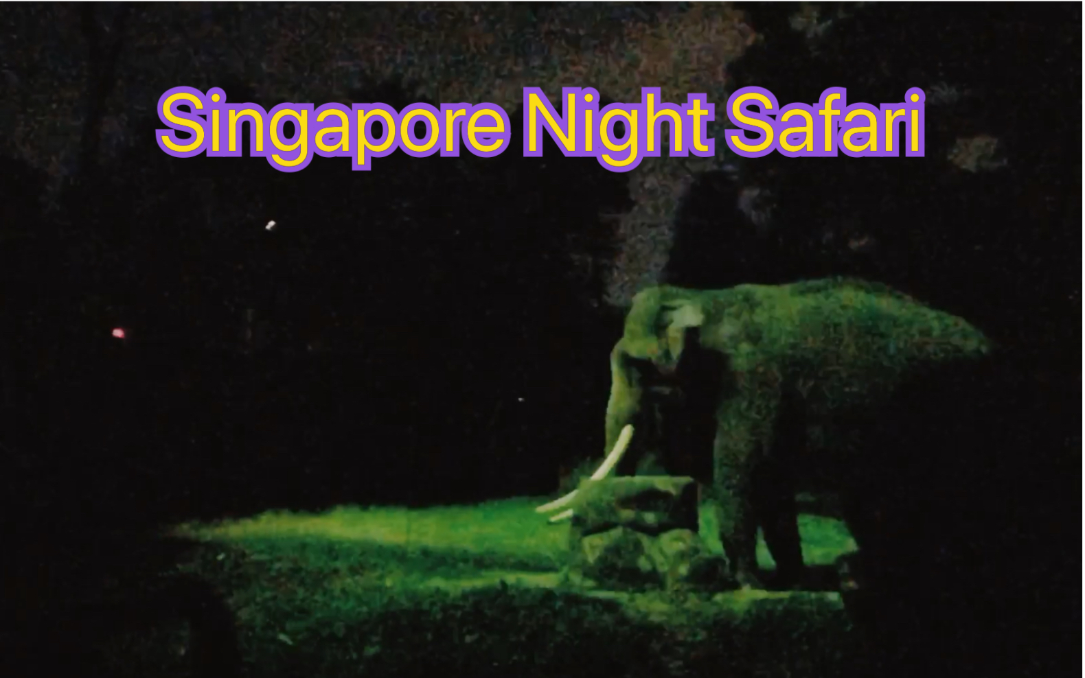 Singapore Night Safari 新加坡夜间动物园哔哩哔哩bilibili