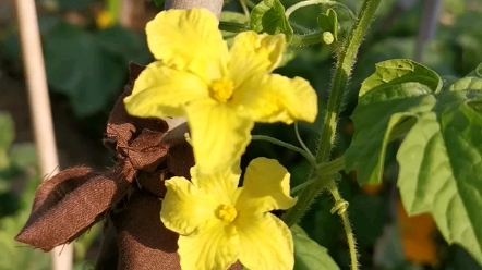 苦瓜花,一对雄花,漂亮