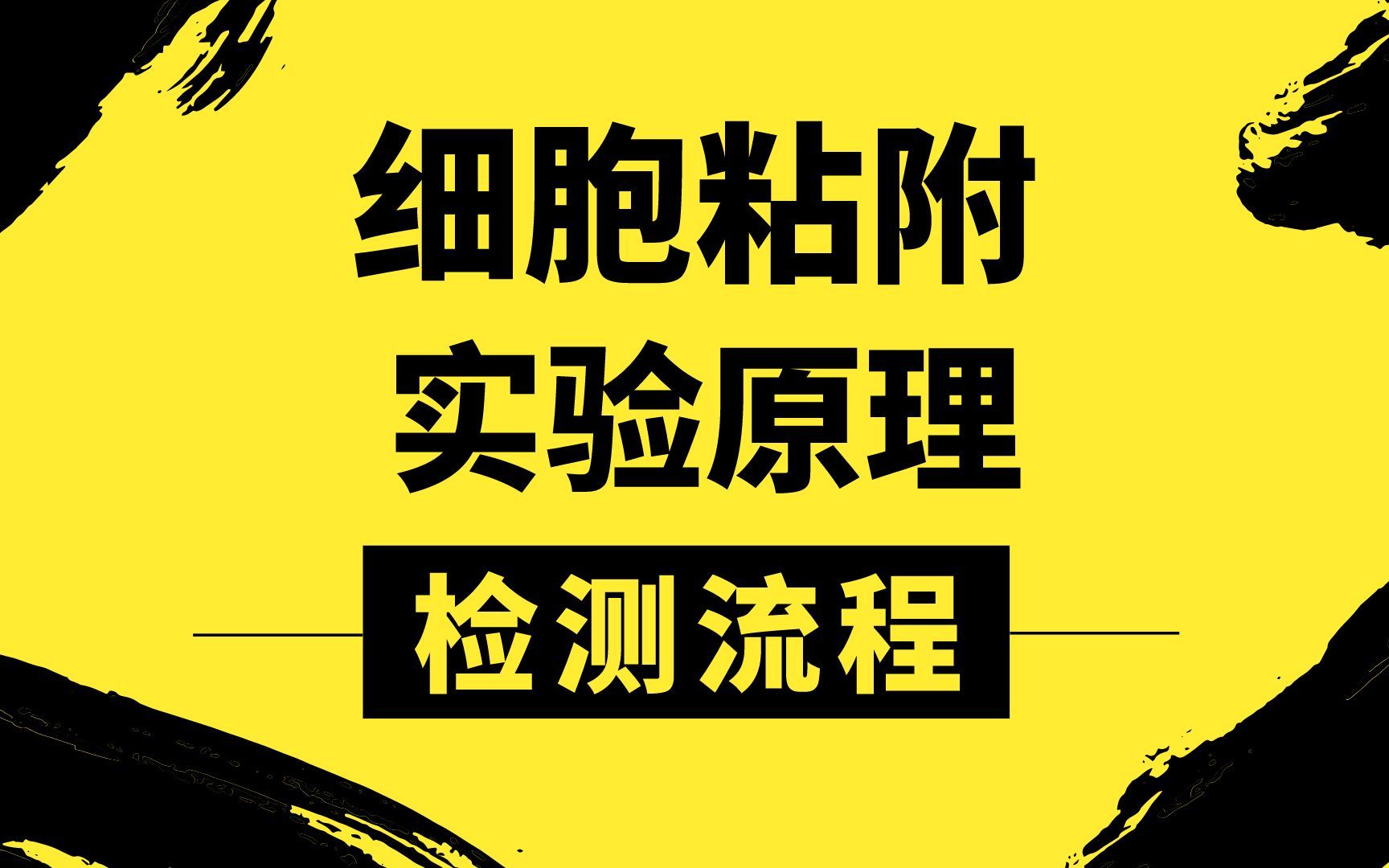 细胞粘附、划痕实验、transwell实验超详细手把手教学哔哩哔哩bilibili