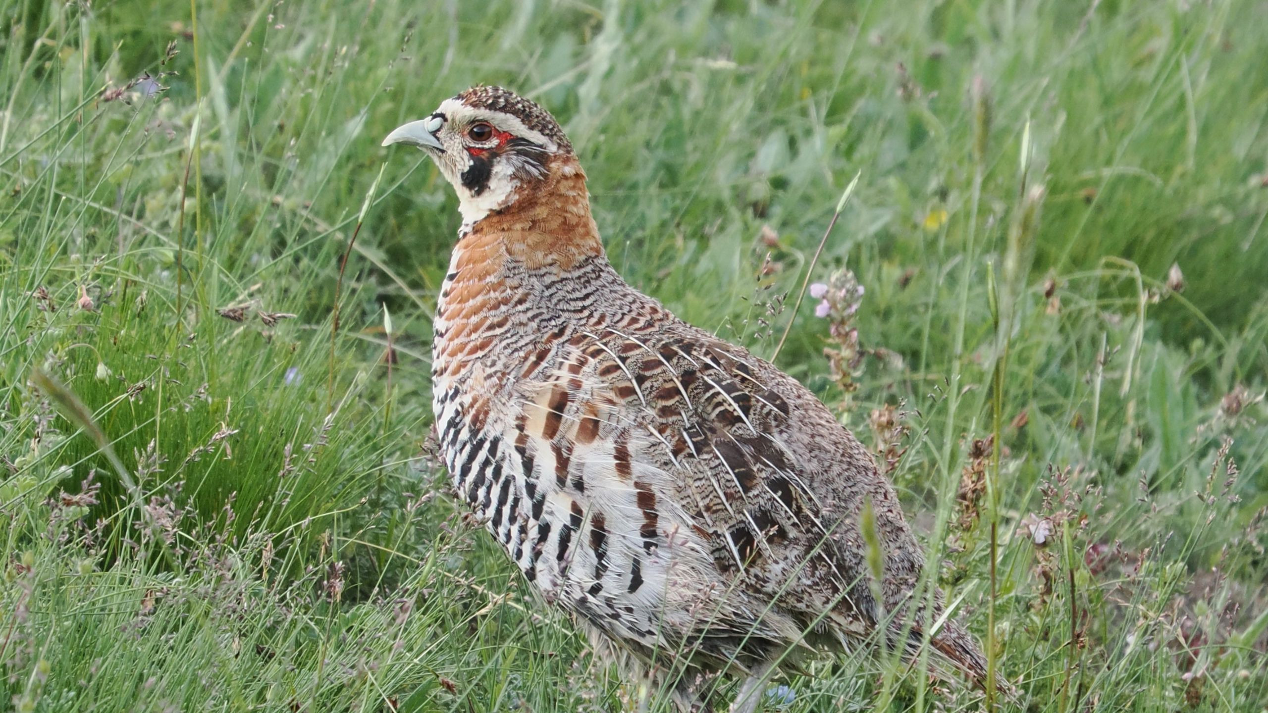 生态青海 8.合支龙的鸟:高原山鹑,藏雪鸡,暗腹雪鸡