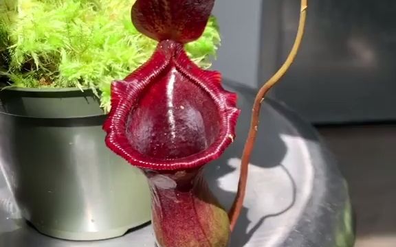 搬运猪中lv劳氏x葫芦猪笼草欣赏