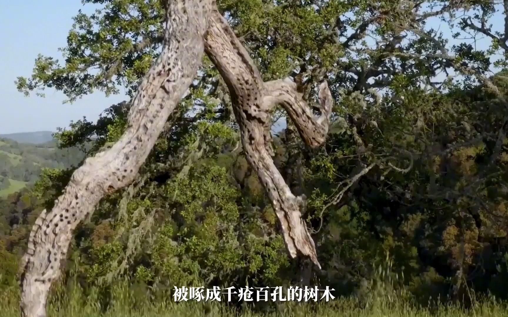 啄木鸟真的在给树治病吗?颠覆我们的认知了