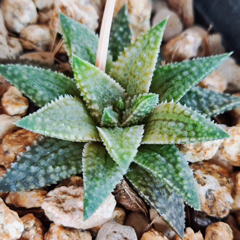 十二卷软硬叶远缘杂交