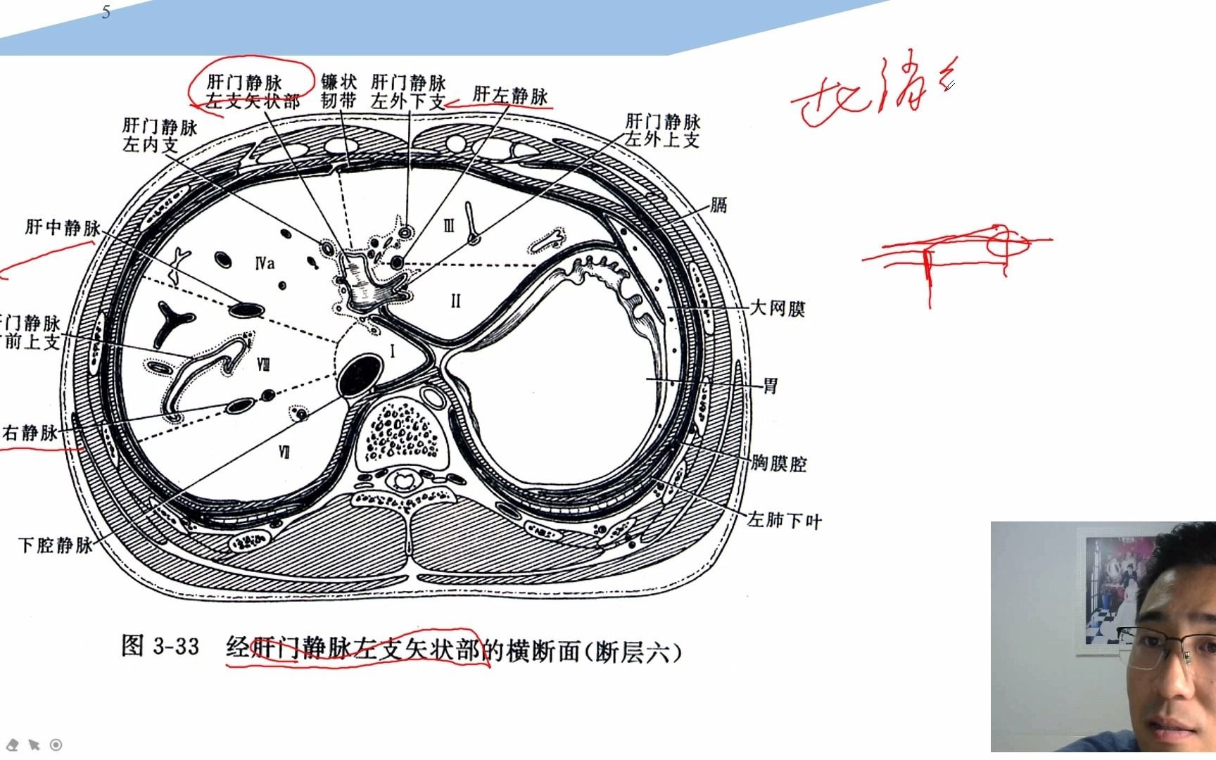 放射医学技术知识点32腹部解剖学知识(四)哔哩哔哩bilibili