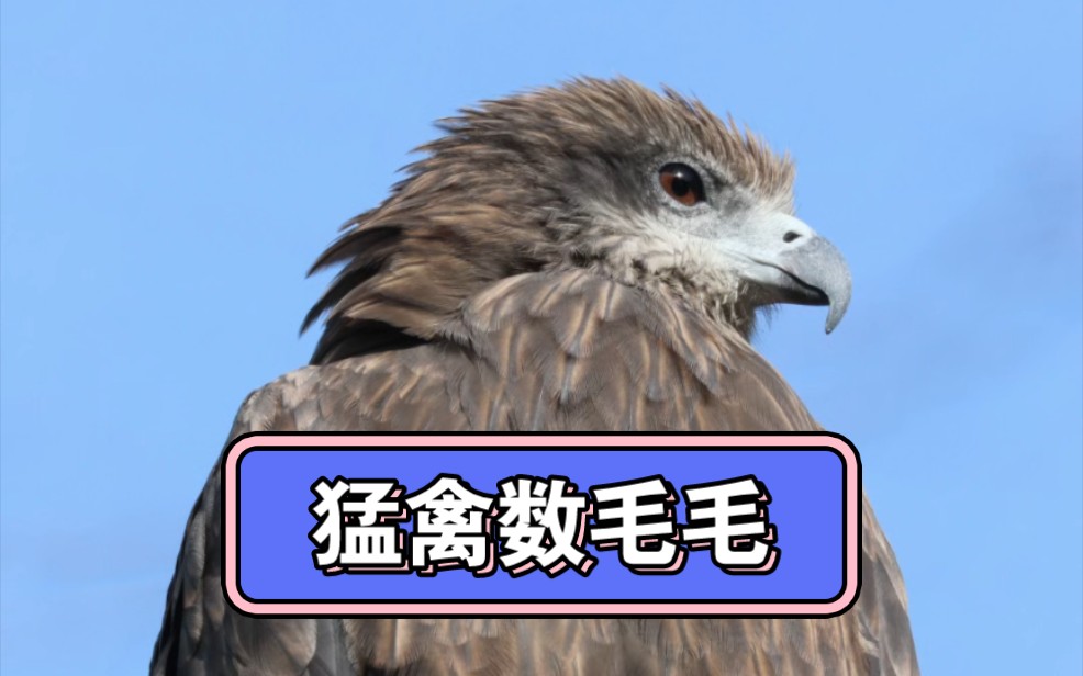 售价14w的镜头正确使用姿势?猛禽数毛毛