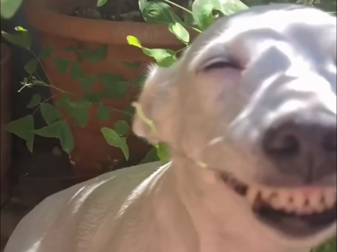 动物们的搞笑日常(1)