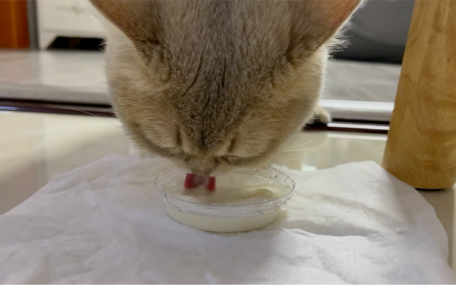 活动作品慎点史上吃饭吧唧嘴声音最大的小猫咪