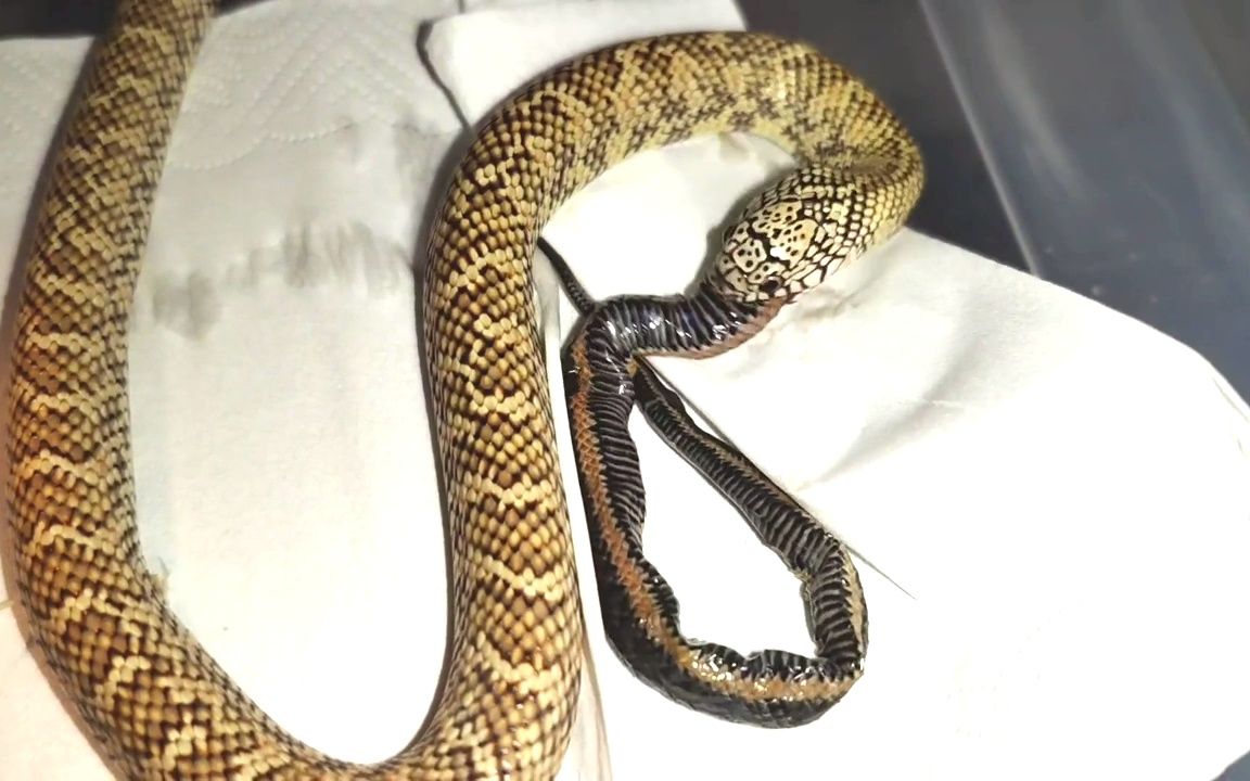 宠物王蛇吃蛇苗,一口一个,就跟嚼辣条一样,真香_哔哩哔哩_bilibili