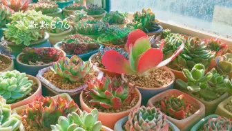 冬季阳台干燥温差大 自制温室养多肉 哔哩哔哩 Bilibili