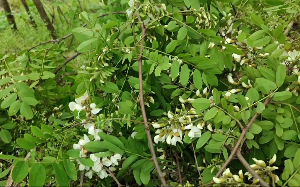 [图]春天的味道，槐树花，今年第一次摘槐树花