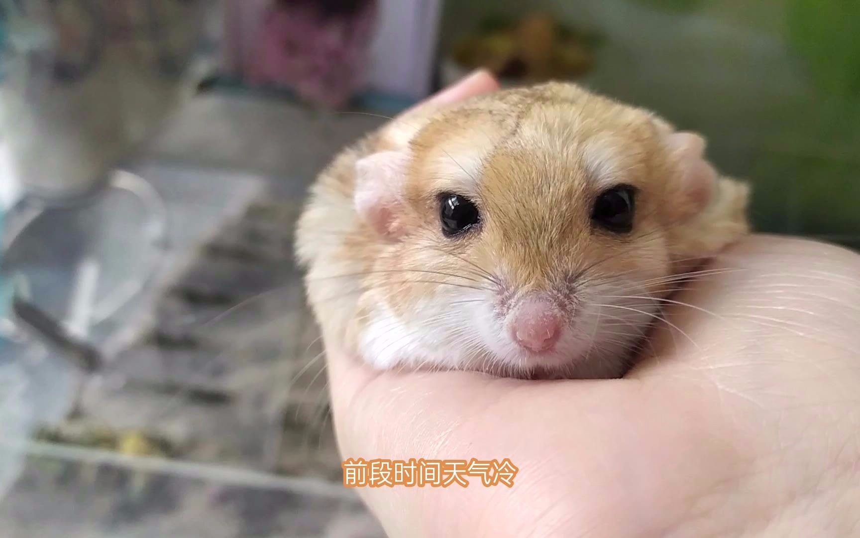 通心粉鼠 | 听听鼠鼠打喷嚏