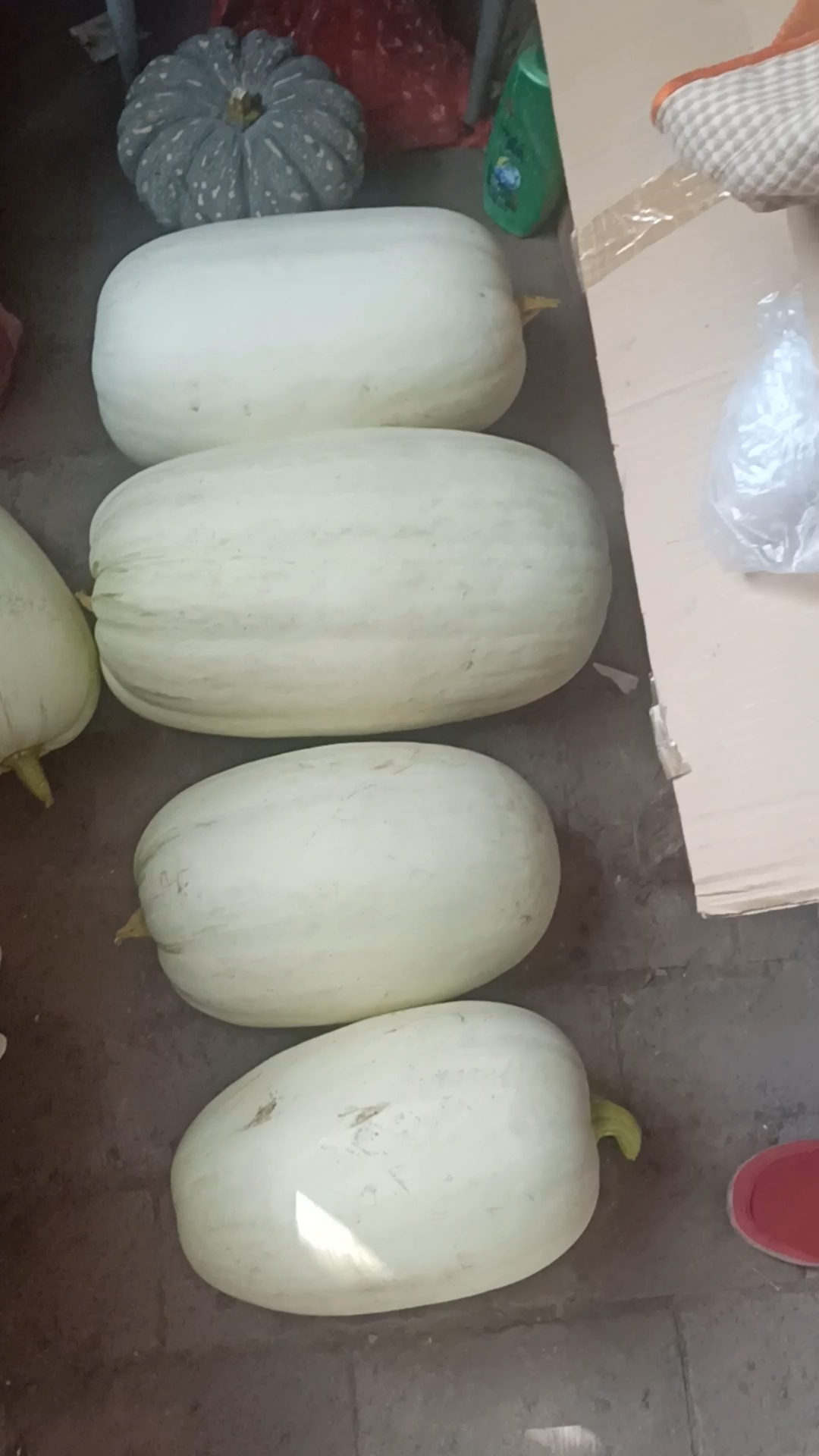 姥姥种的瓜_哔哩哔哩_bilibili