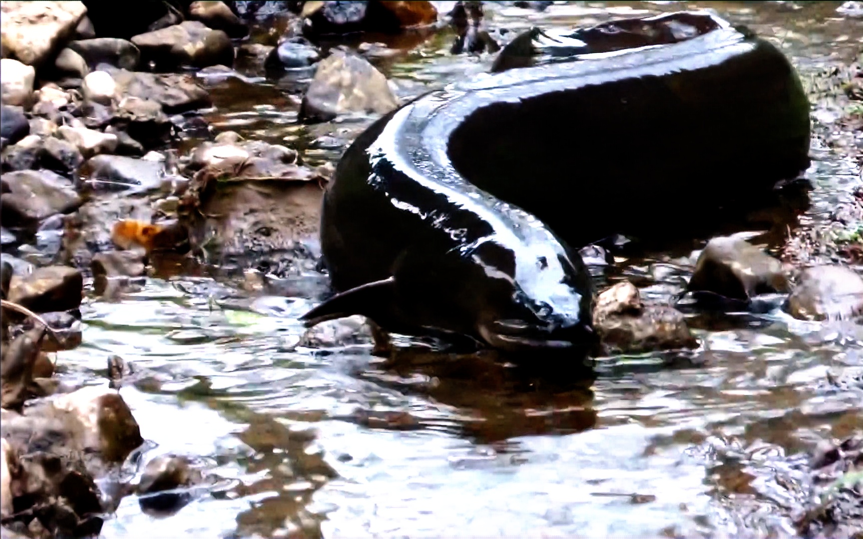 钓世界上最大的鳗鱼新西兰长鳍鳗