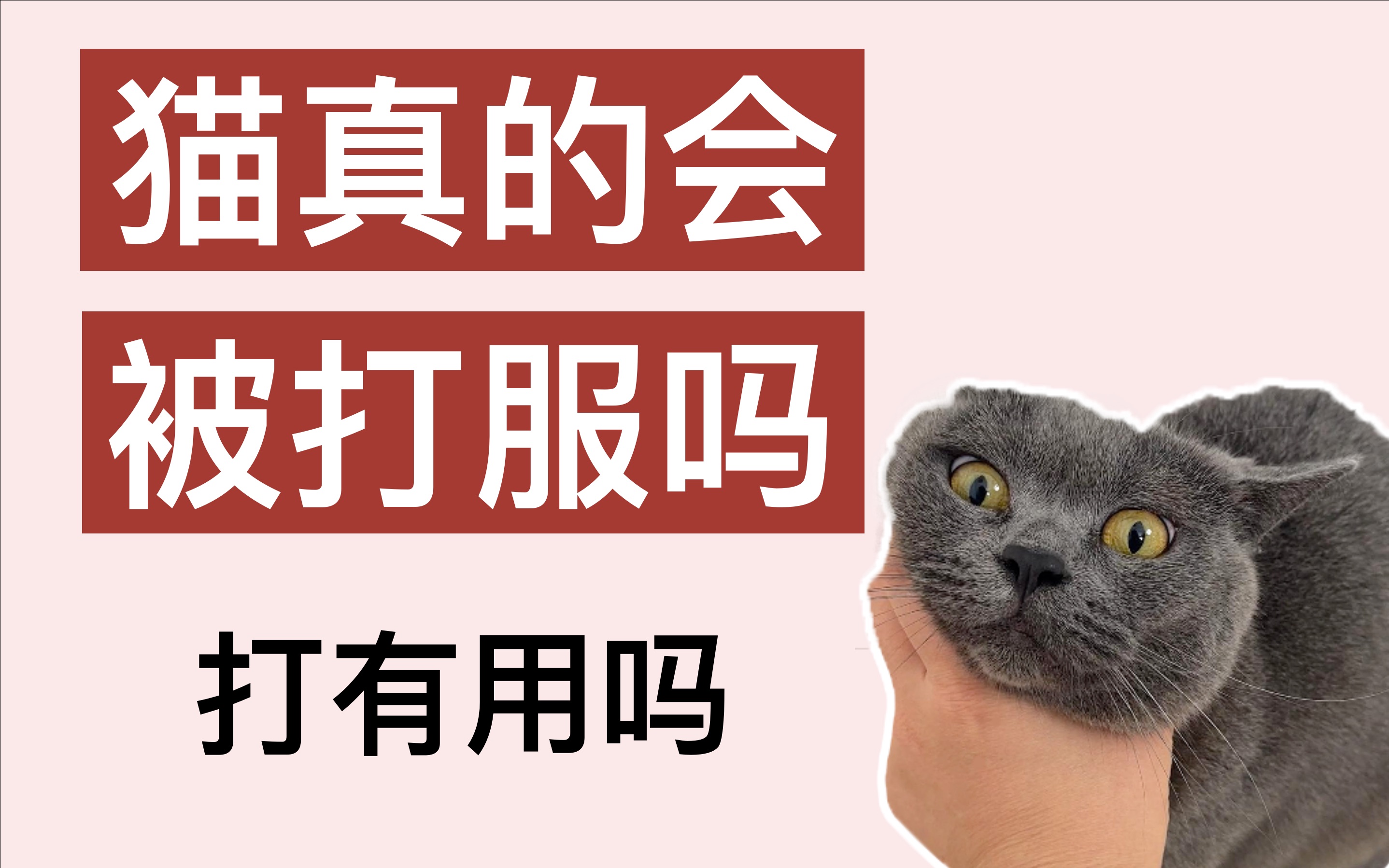 [图]猫不听话，打真的有用吗？？