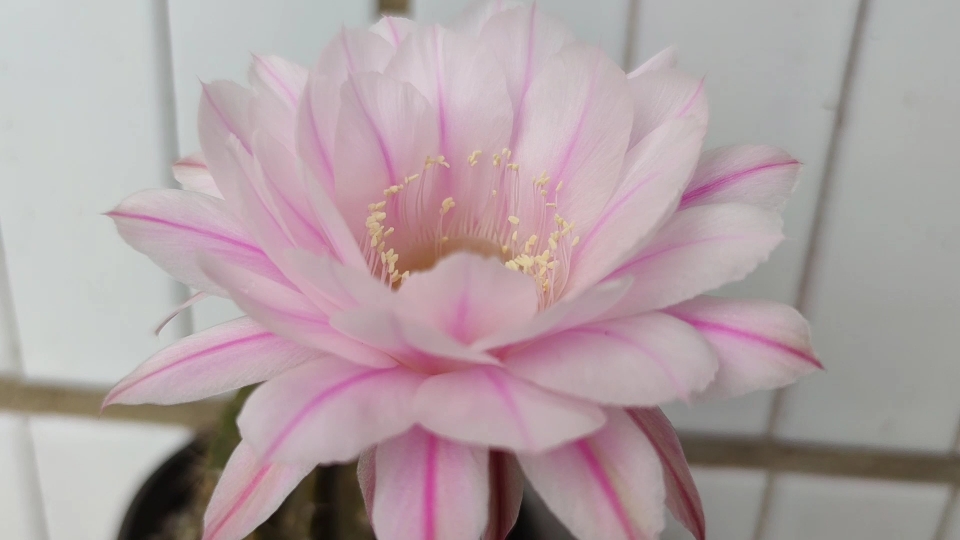 原创 彩草仙人球一路莲花开花