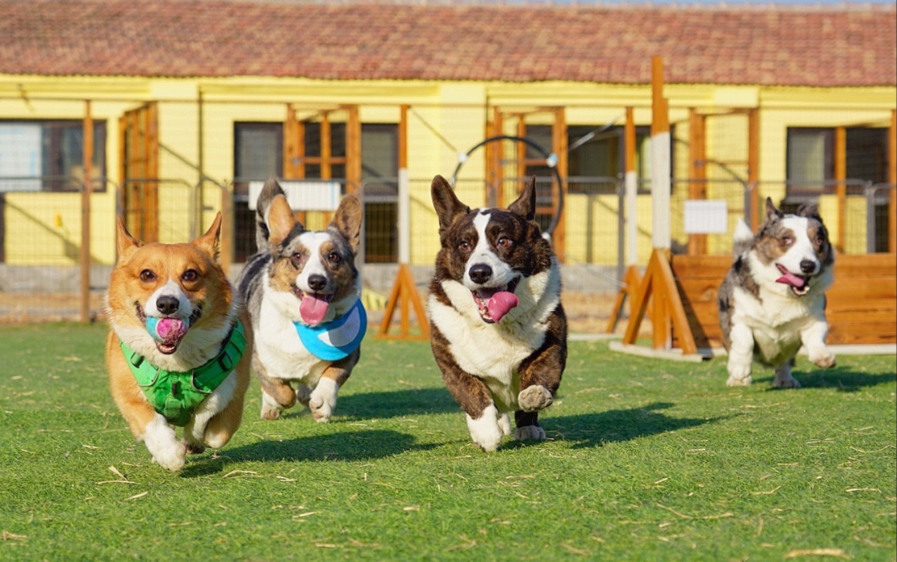 活动  【六只小柯基】短腿聚会啦!看小矮子们跑步太可爱了